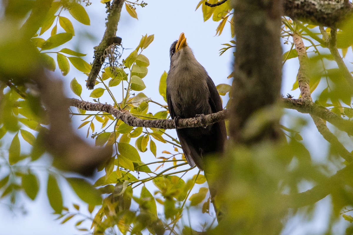 Green Malkoha