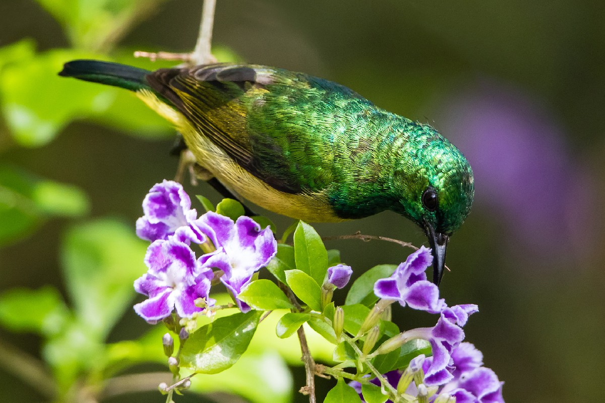 Collared Sunbird