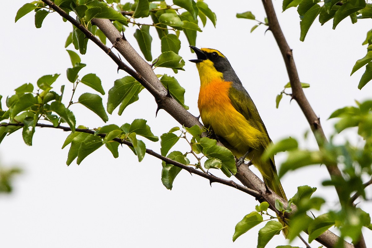 Orange-breasted Bush-Shrike