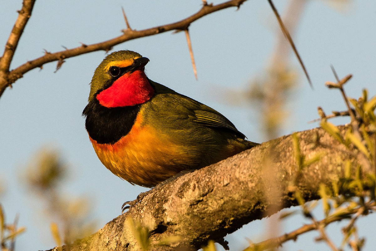 Gorgeous Bush-Shrike