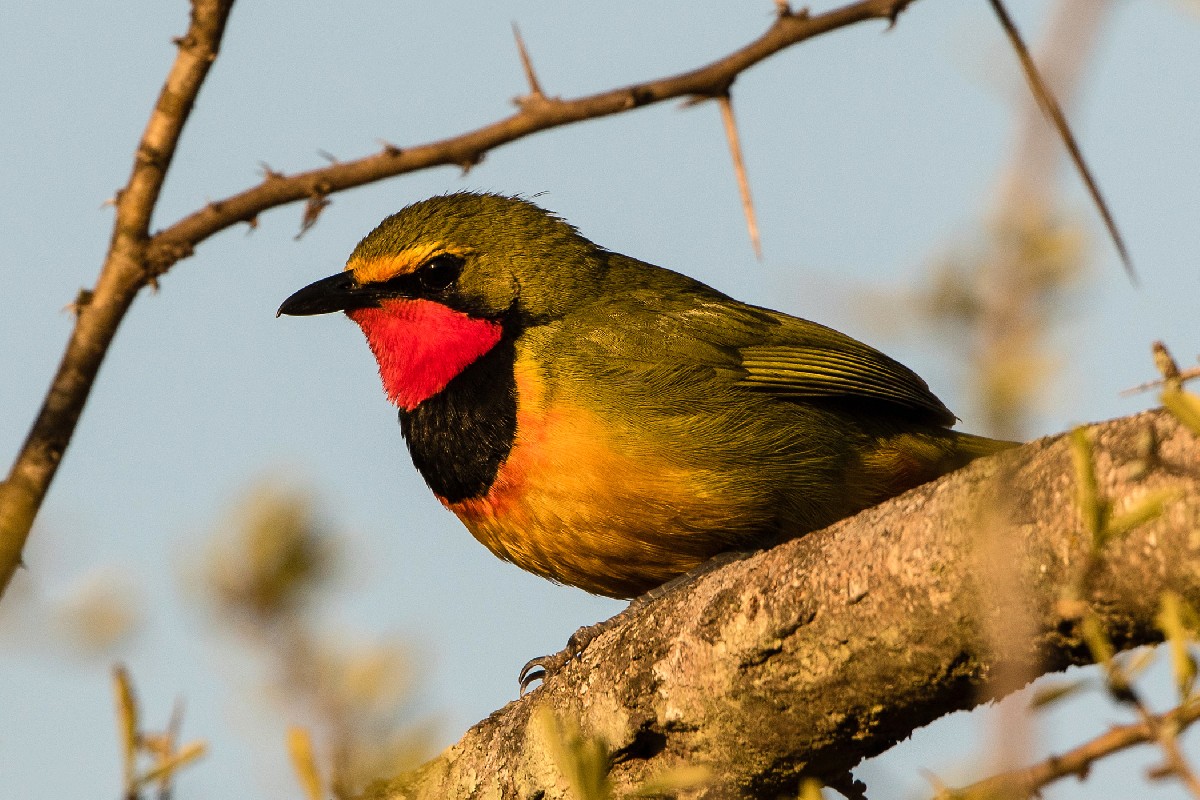 Gorgeous Bush-Shrike