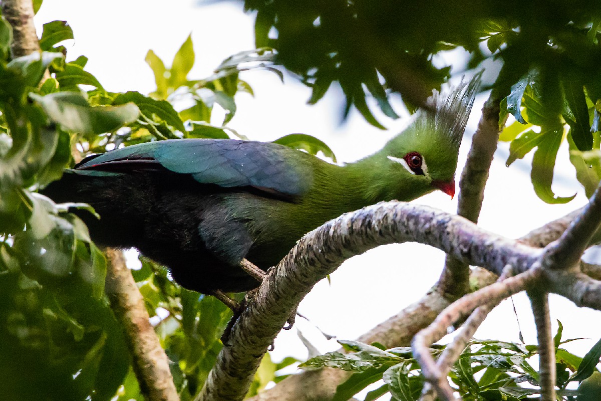 Livingstone's Turaco