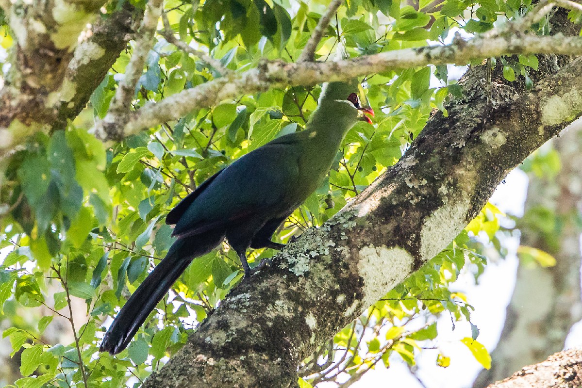 Livingstone's Turaco