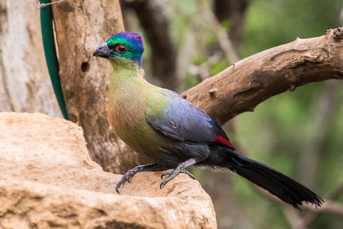 Purple-crested Turaco