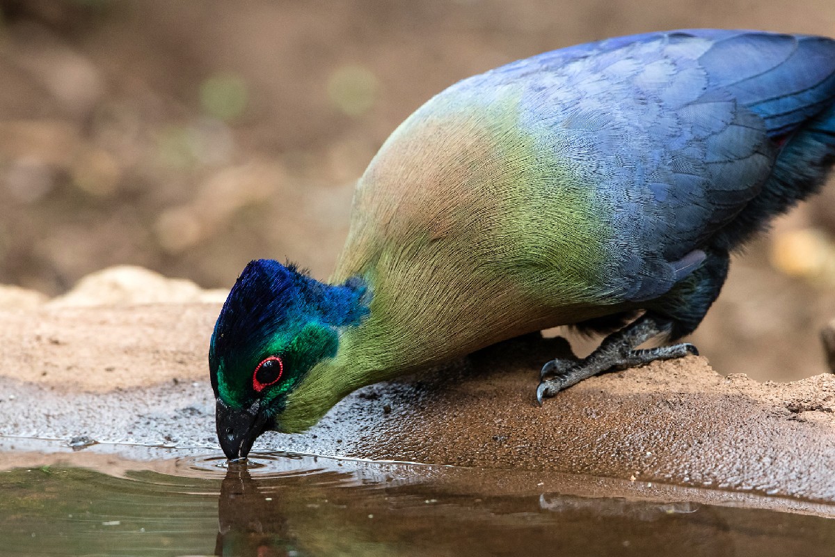 Purple-crested Turaco