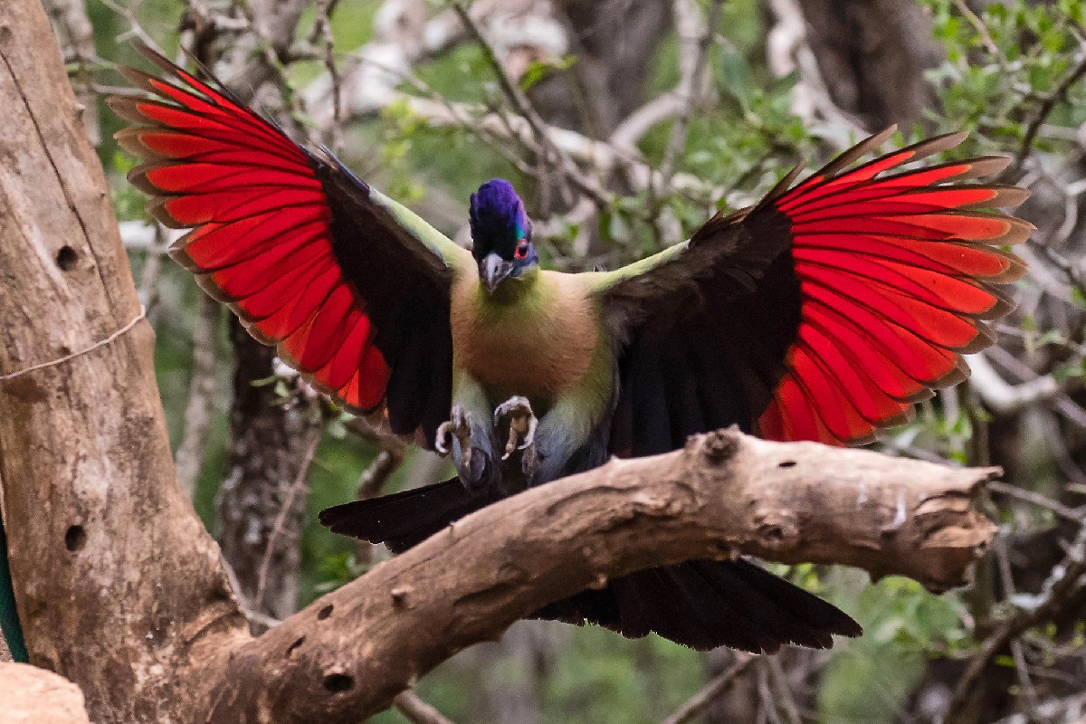 Purple-crested Turaco