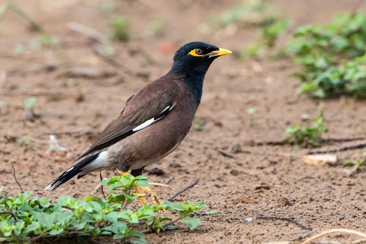 Common Myna