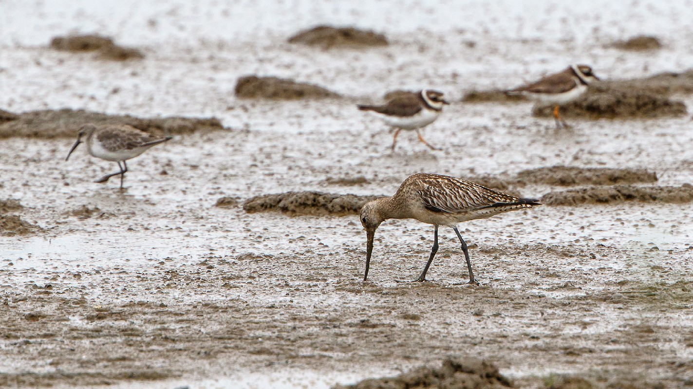Bar-tailed Godwit (in the foreground)