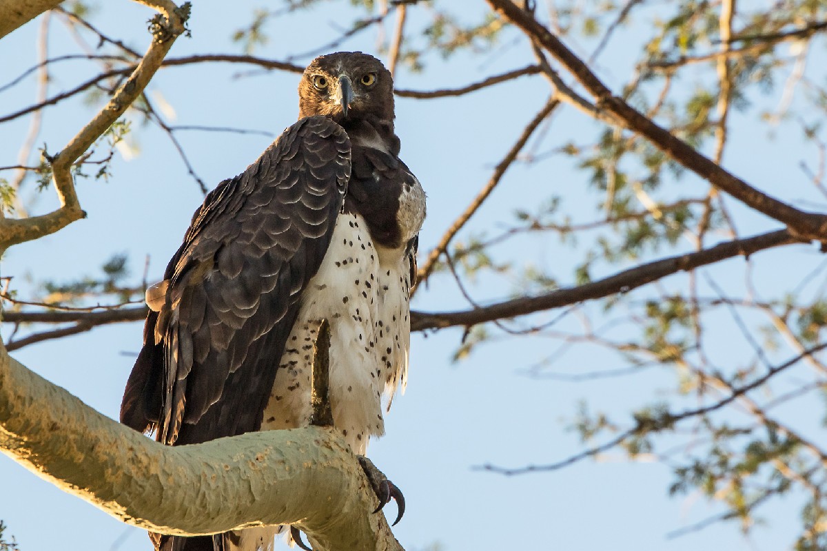 Martial Eagle