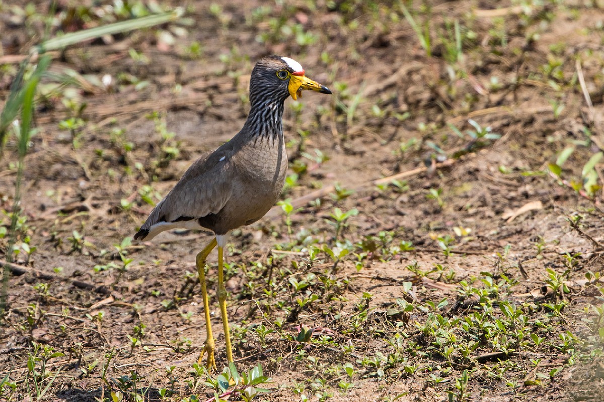 African Wattled Lapwing