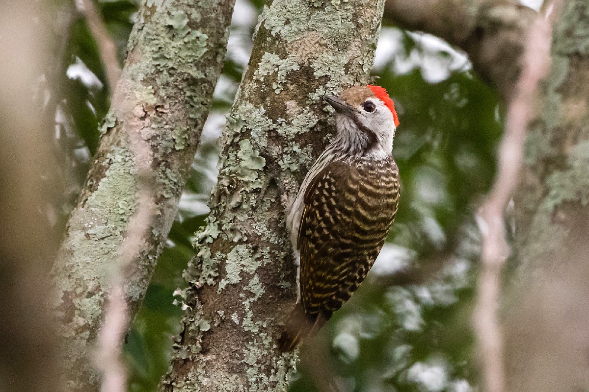 Cardinal Woodpecker