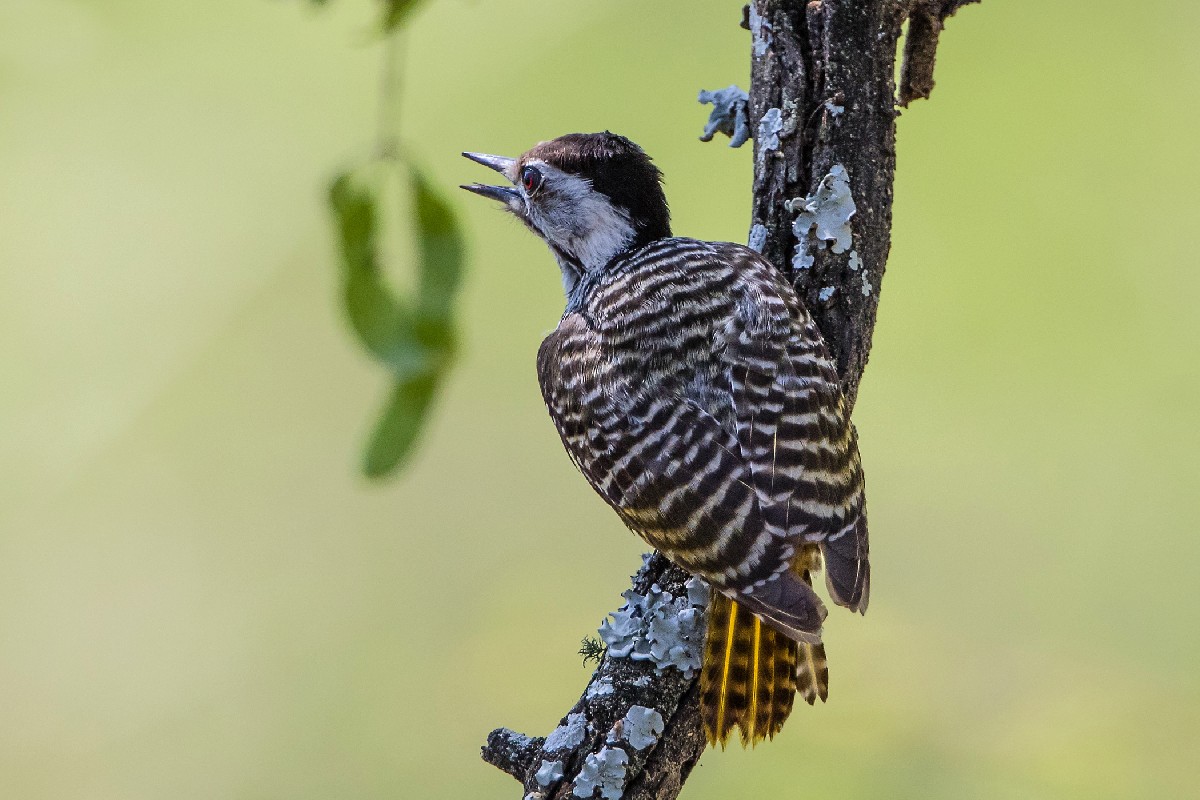 Cardinal Woodpecker