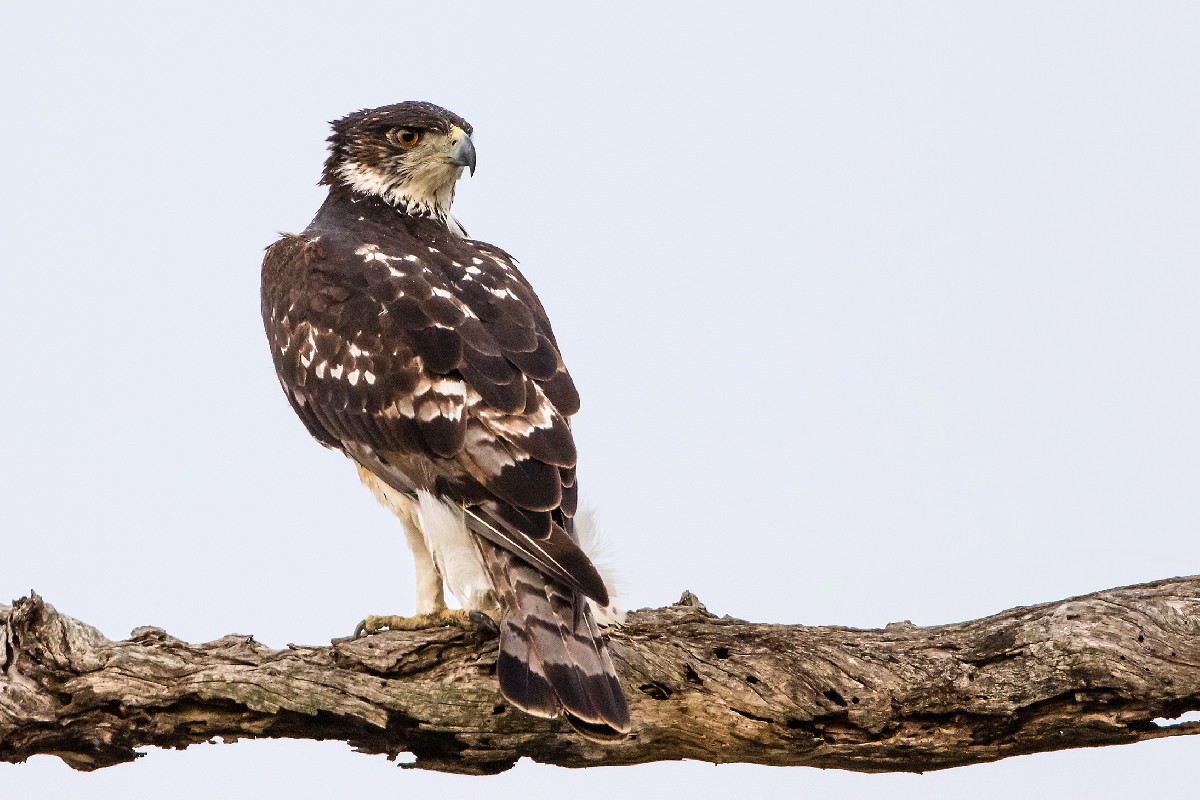 African Hawk Eagle
