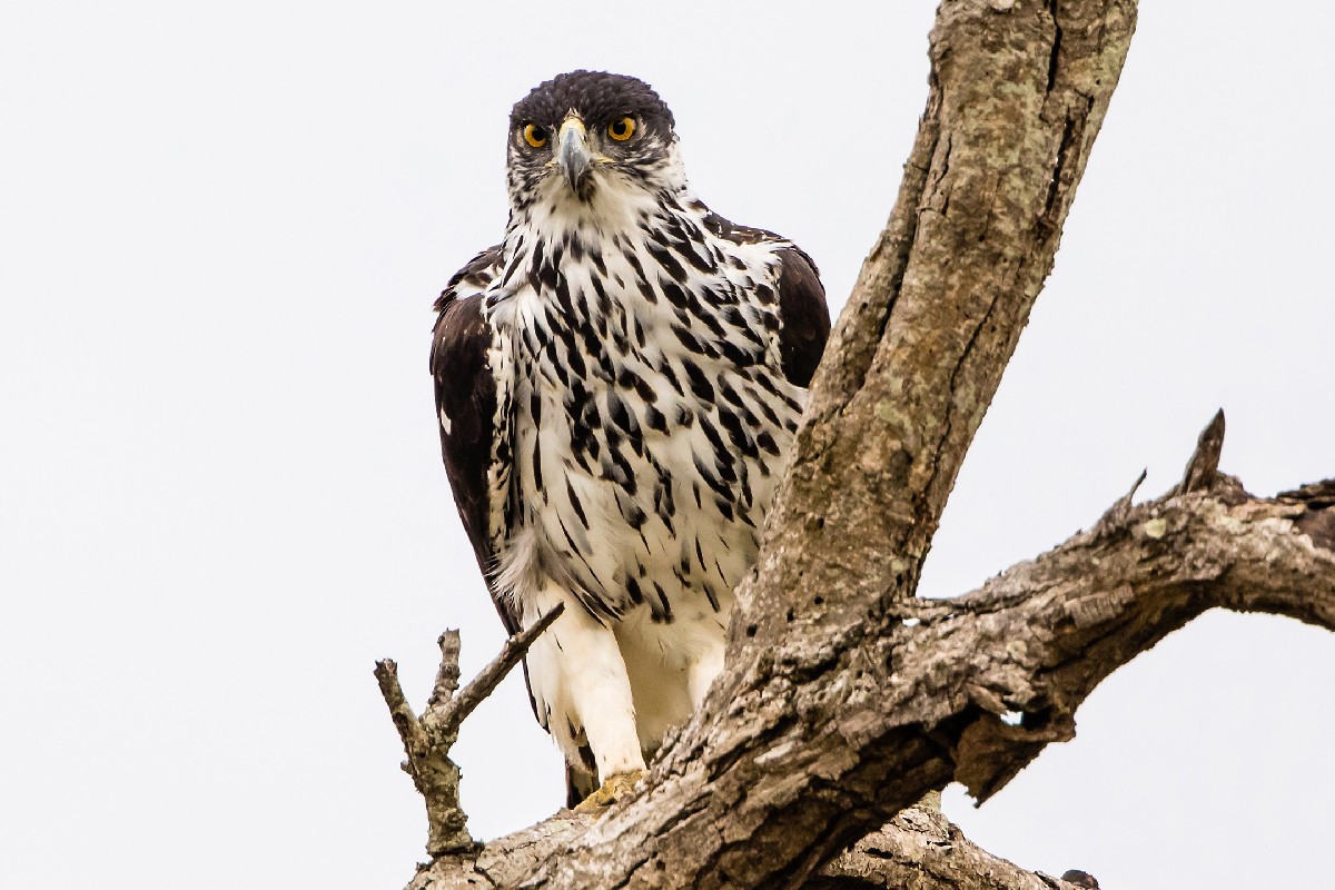 African Hawk Eagle