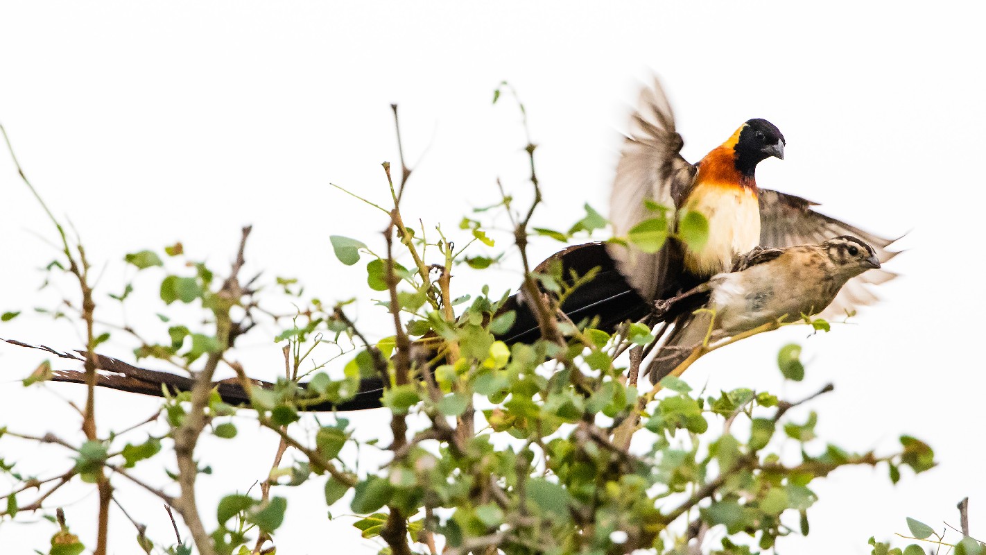 Eastern Paradise-Whydah mating
