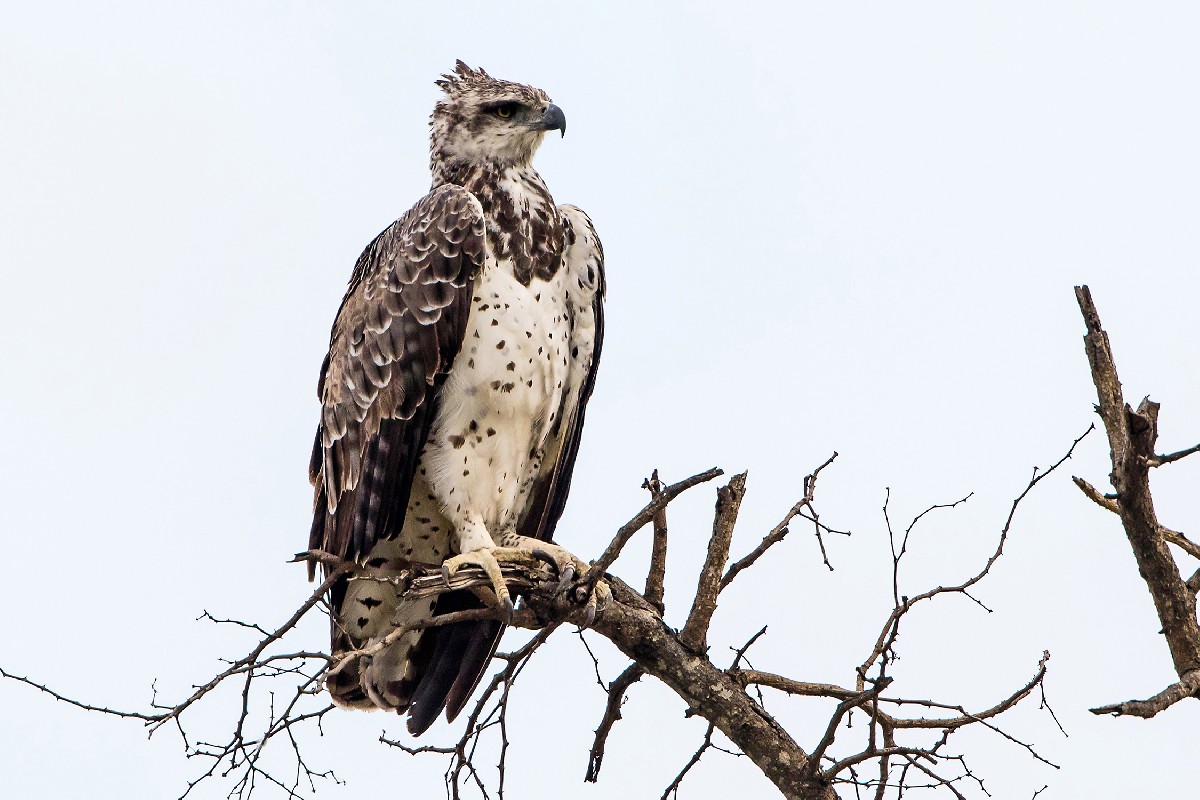 Martial Eagle