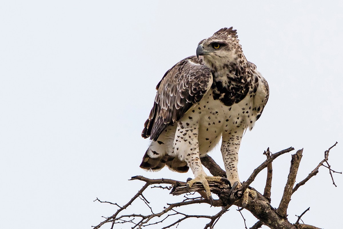 Martial Eagle