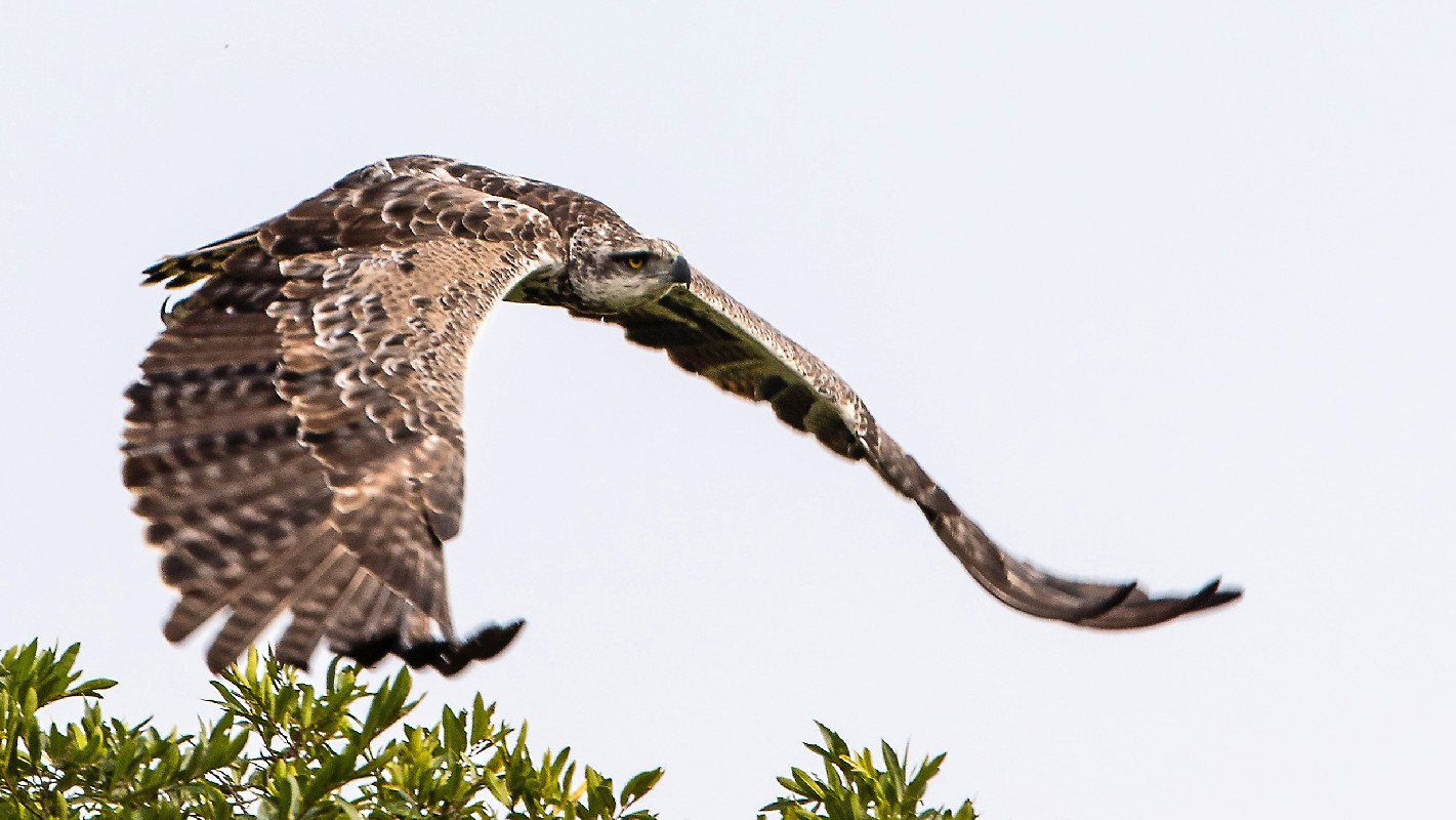 Martial Eagle