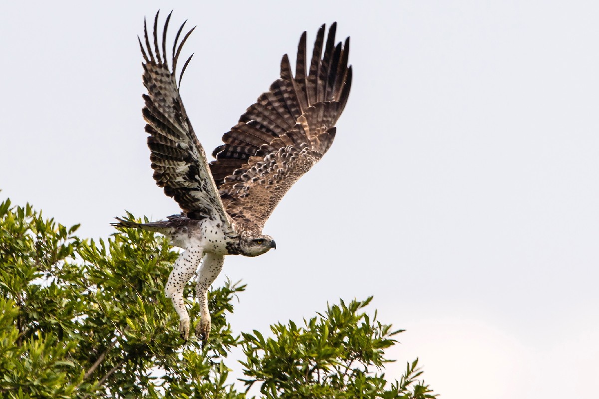 Martial Eagle