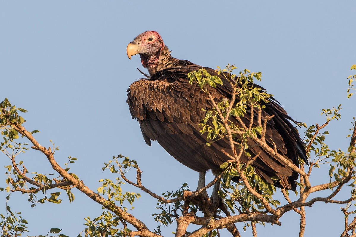 Lappet-faced Vulture