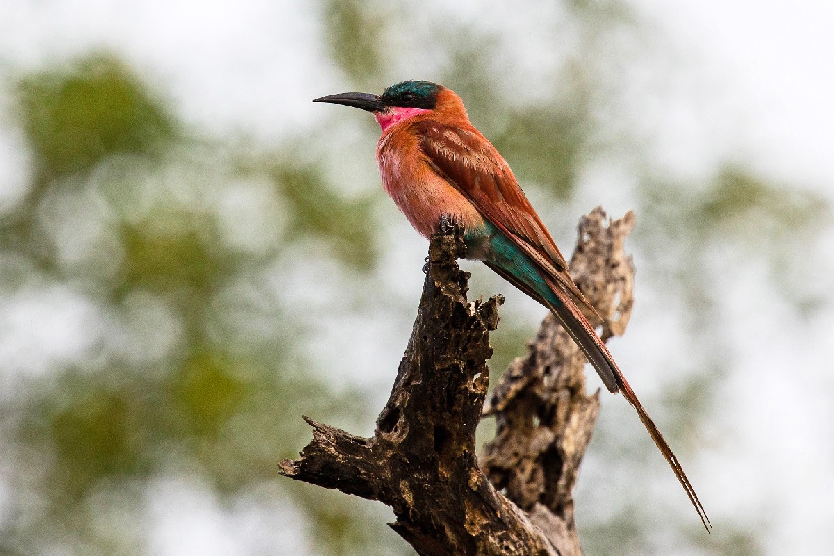 Southern Carmine Bee-eater