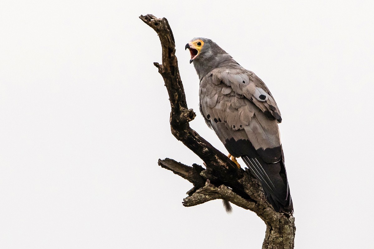 African Harrier Hawk