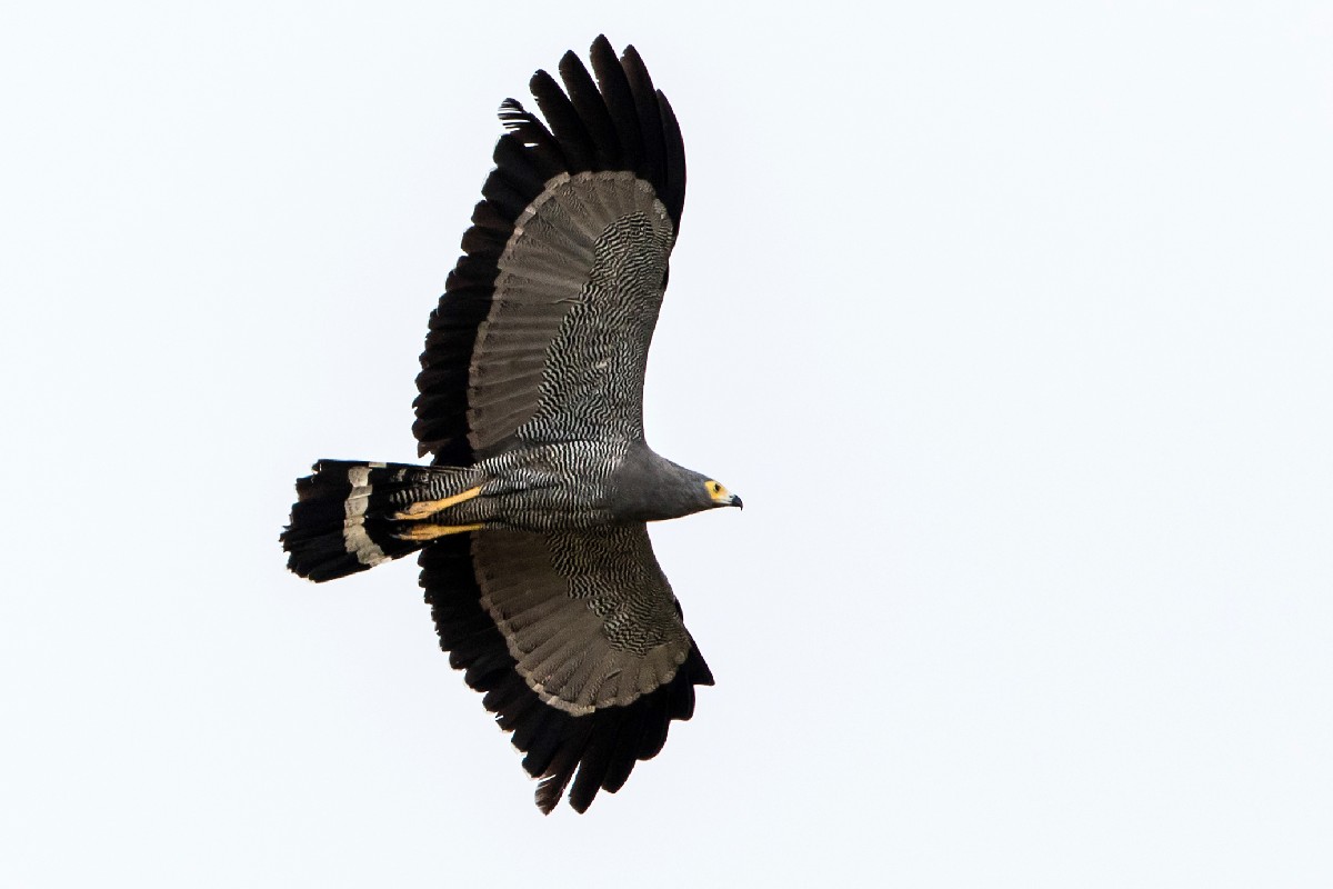 African Harrier Hawk