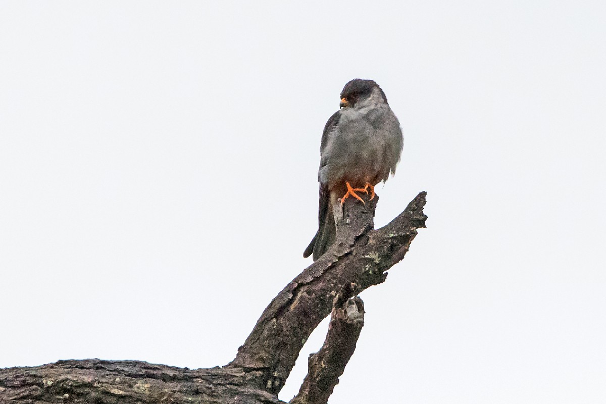 Red-footed Falcon