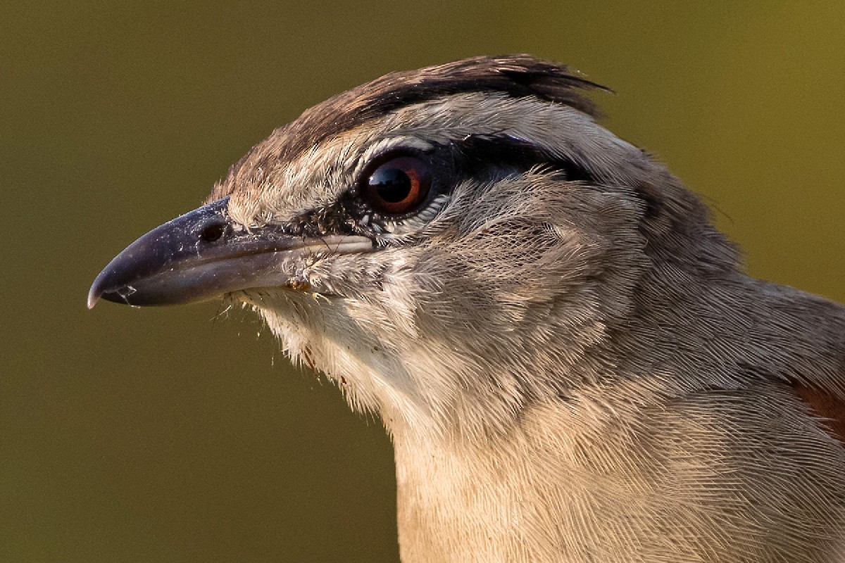 Brown-crowned Tchagra