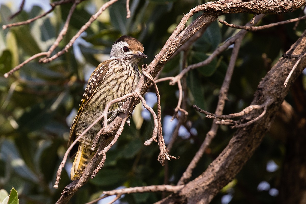 Cardinal Woodpecker