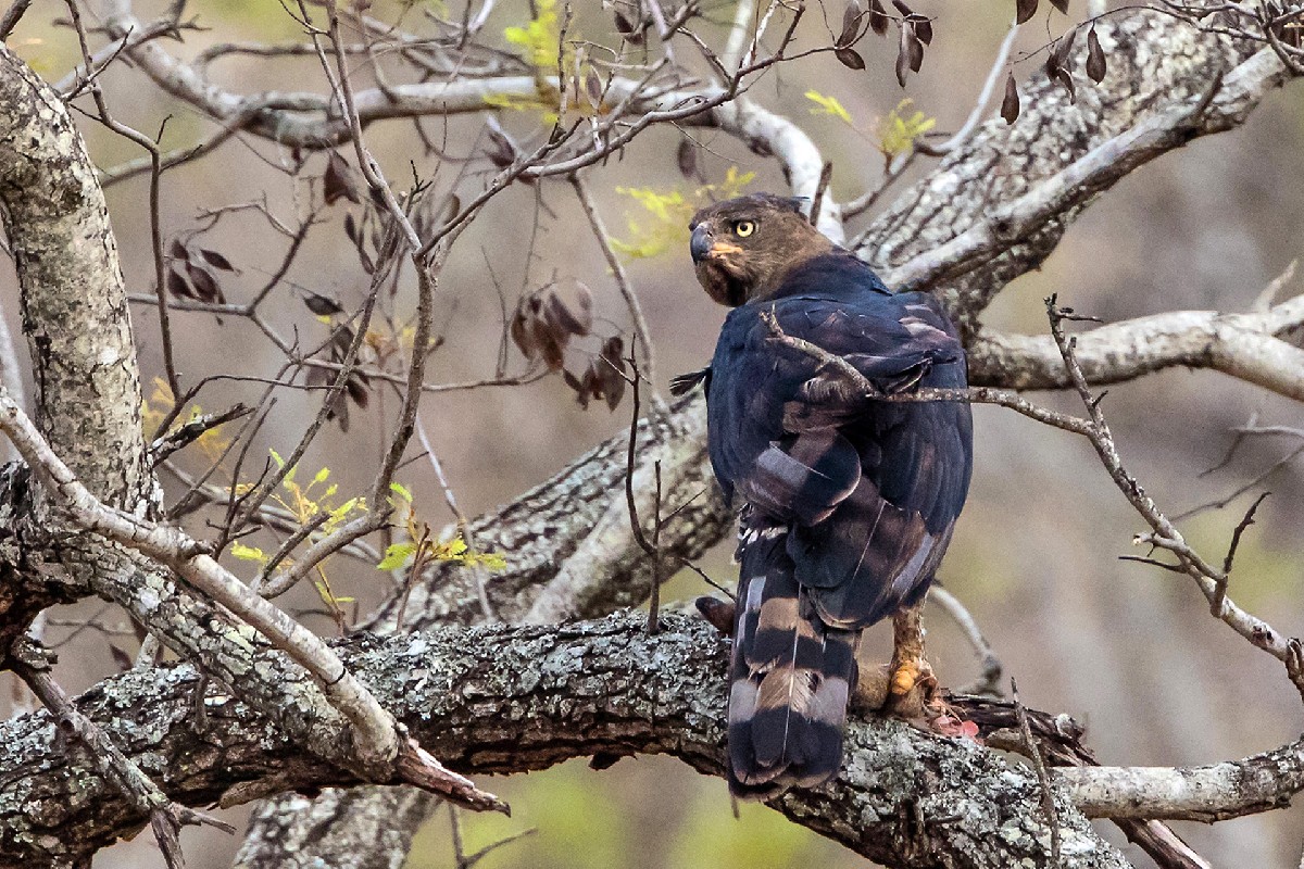Crowned Eagle