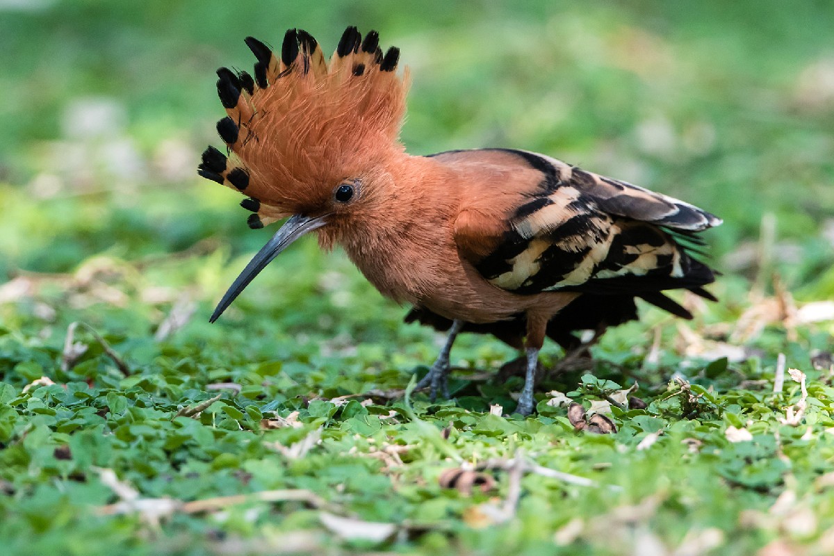 Eurasian Hoopoe