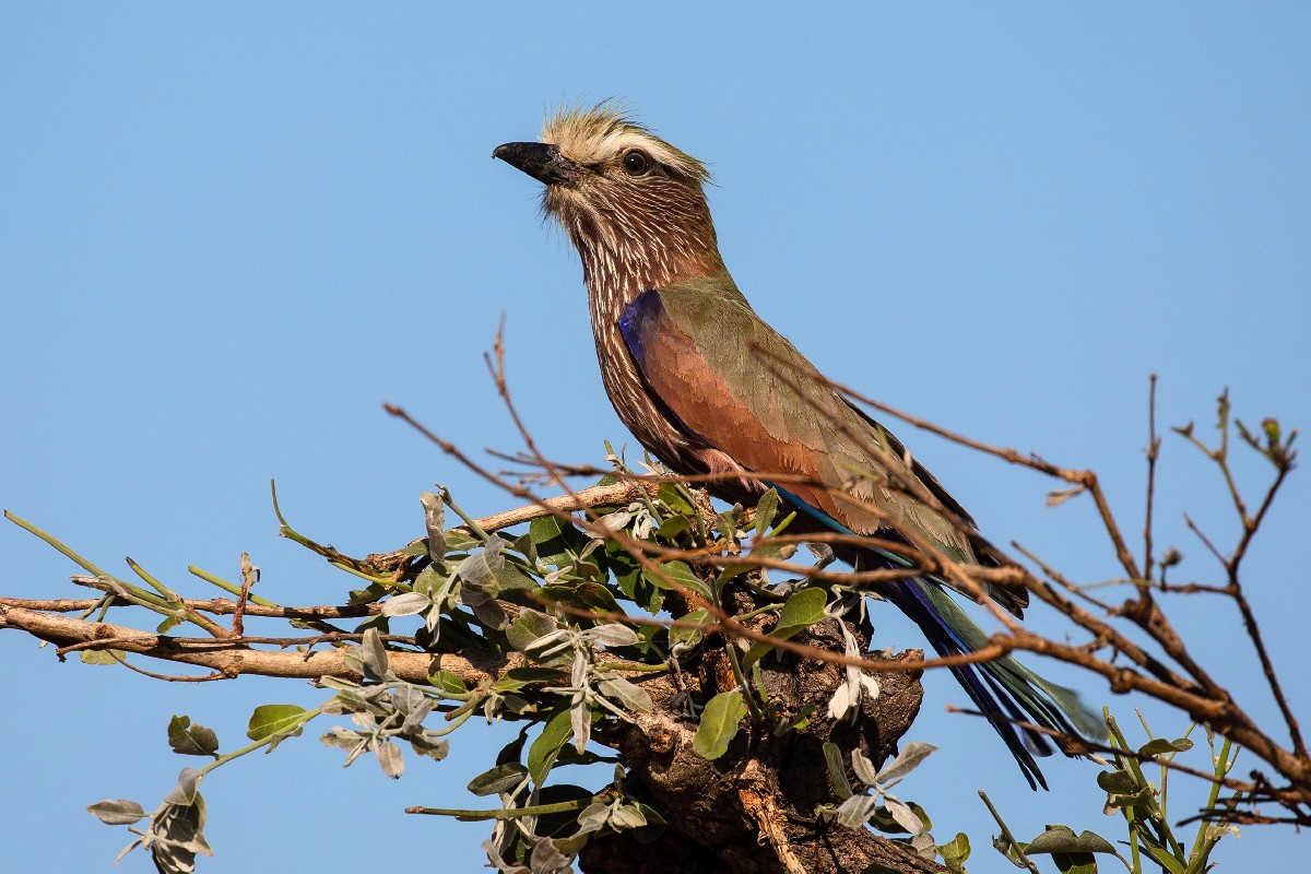 Rufous-crowned (Purple) Roller