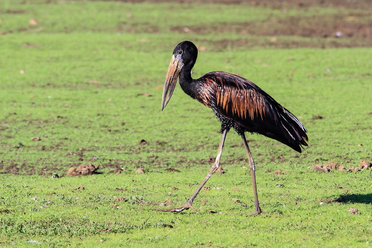 African Openbill