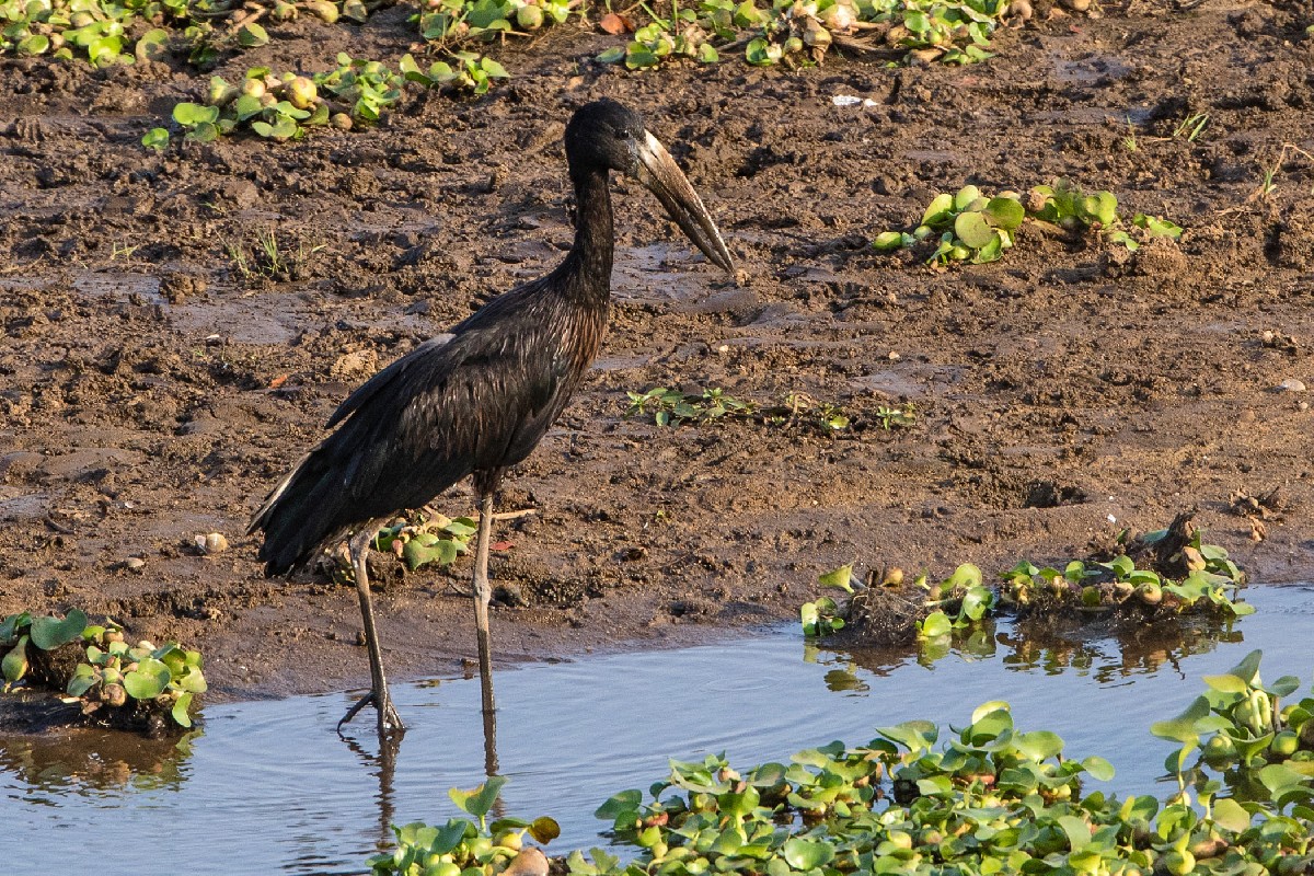 African Openbill
