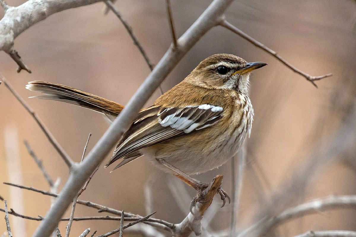 White-browed Scrub Robin