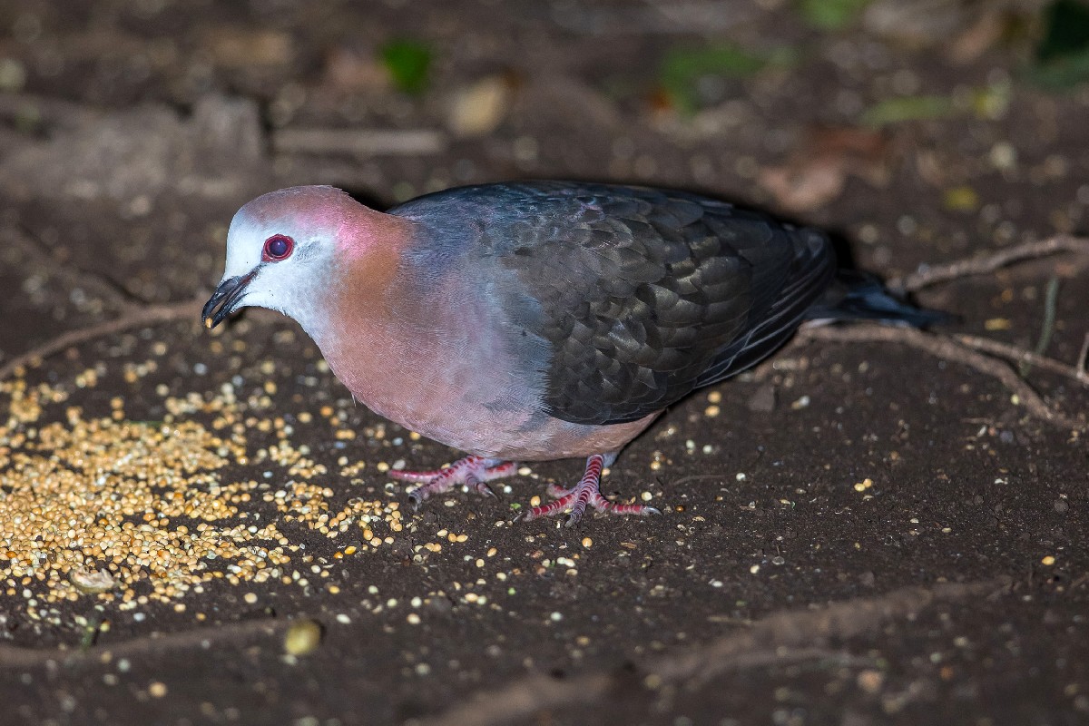 Lemon Dove