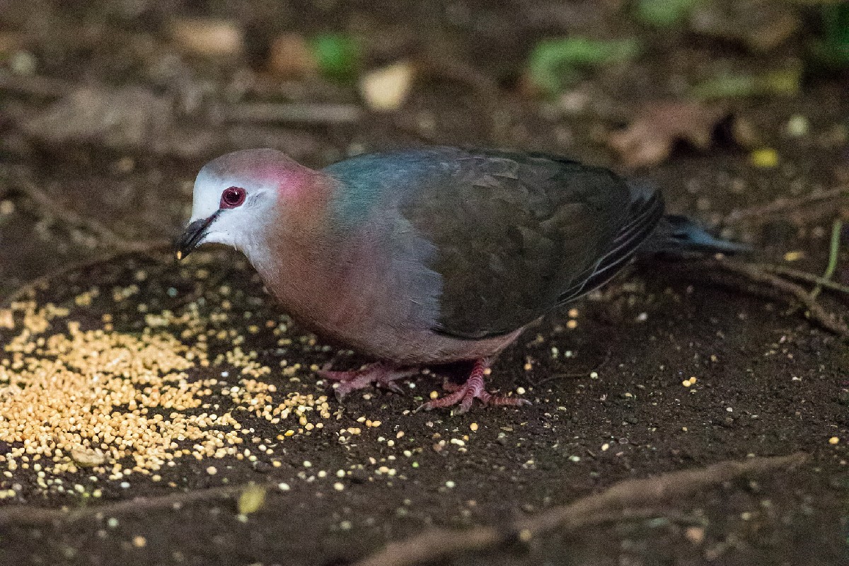 Lemon Dove