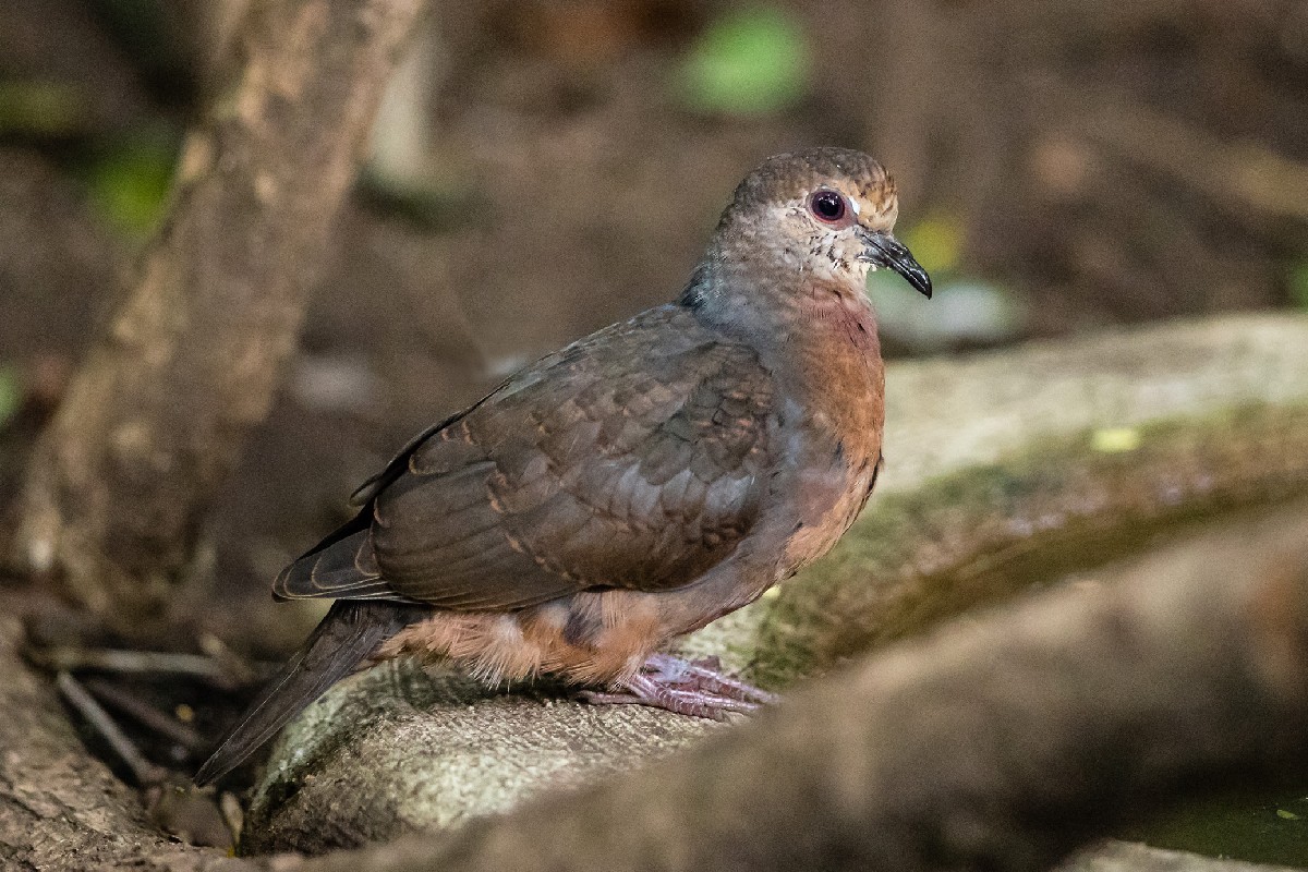 Lemon Dove