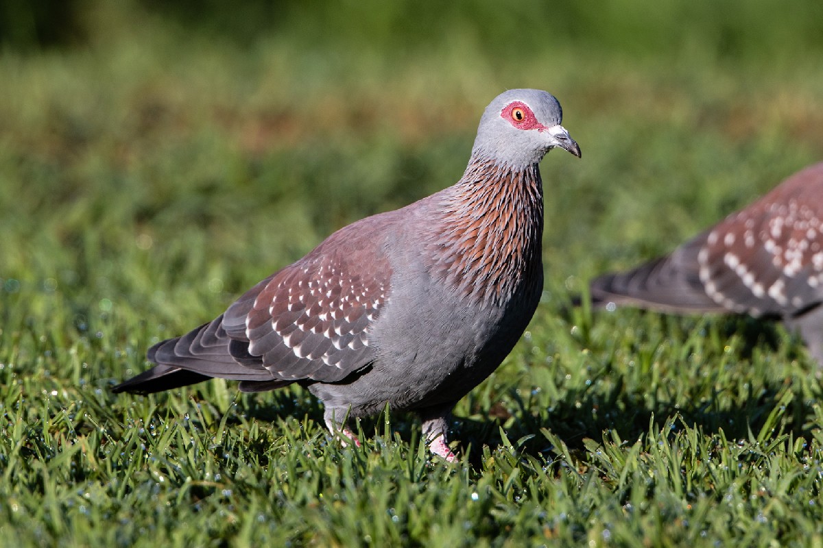 Speckled Pigeon