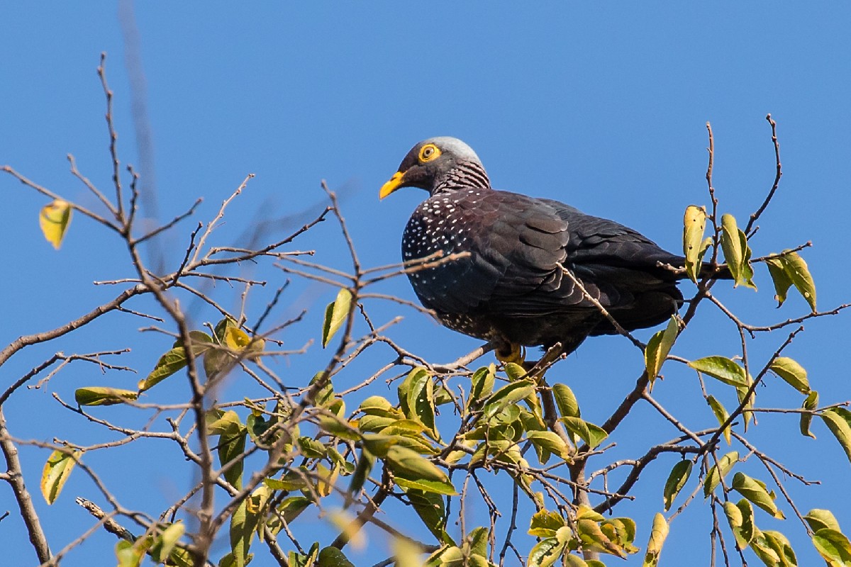 African Olive Pigeon