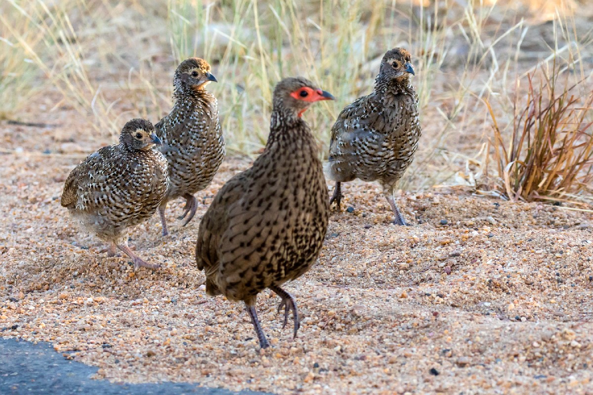 Swainson's Spurfowl