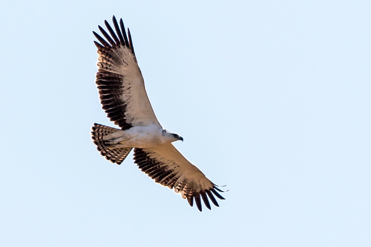Martial Eagle