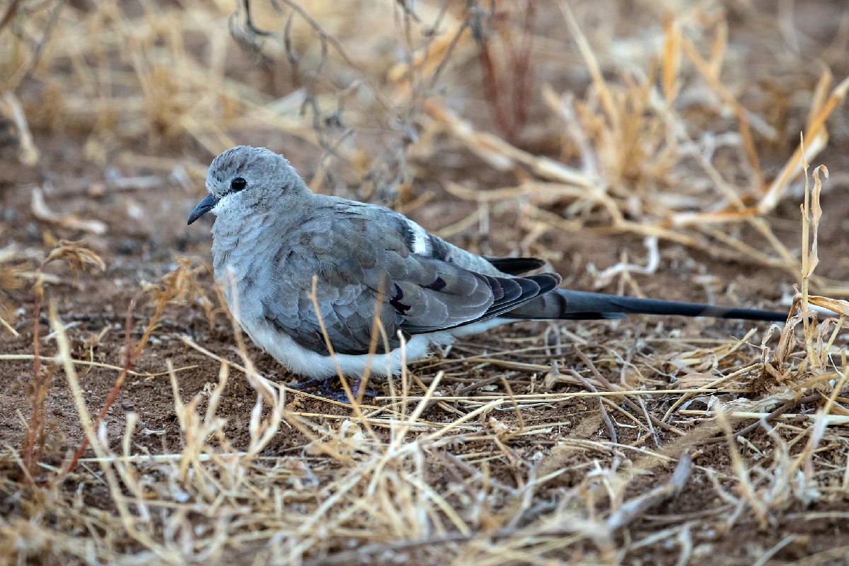 Namaqua Dove