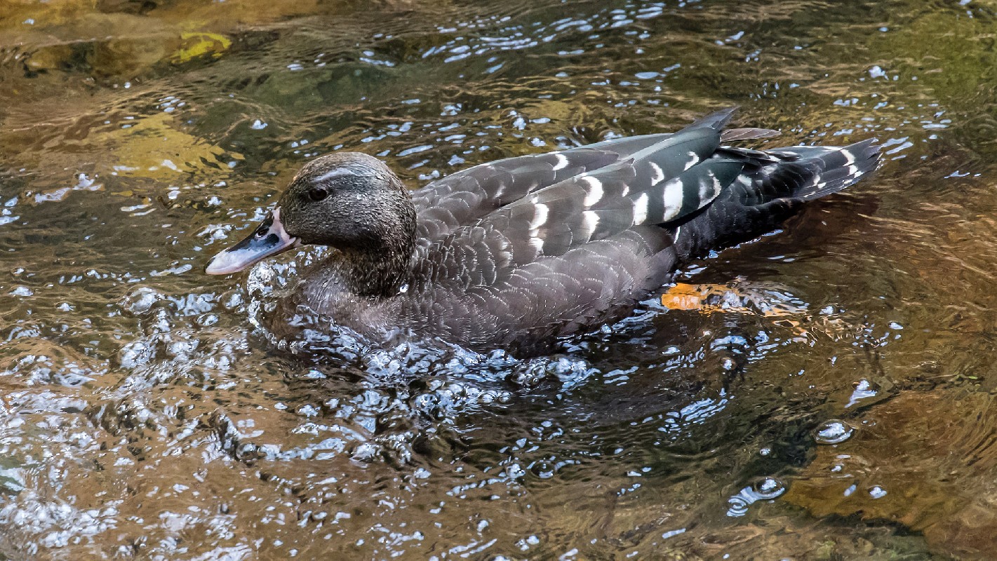 African Black Duck