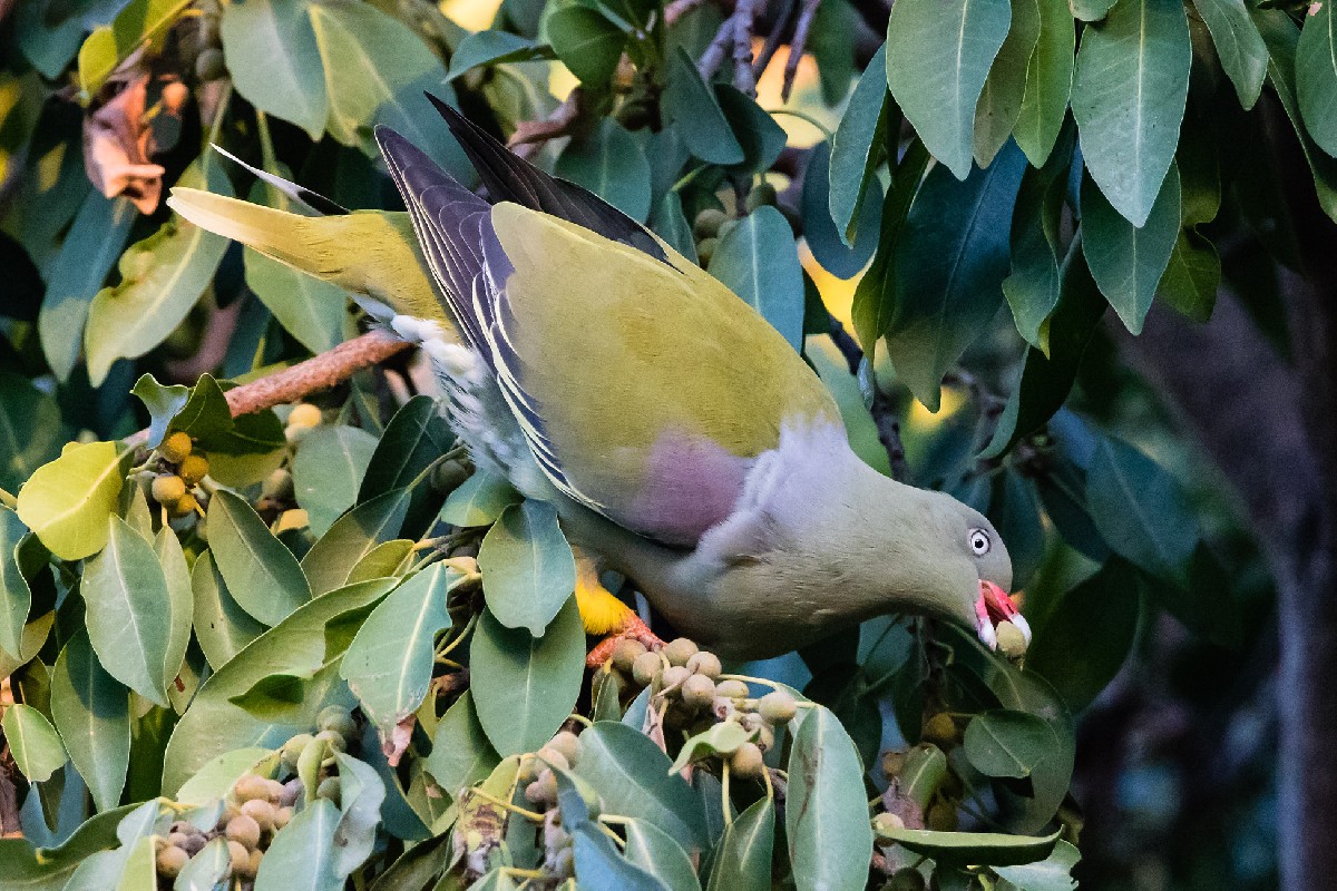 African Green Pigeon (ssp orientalis)