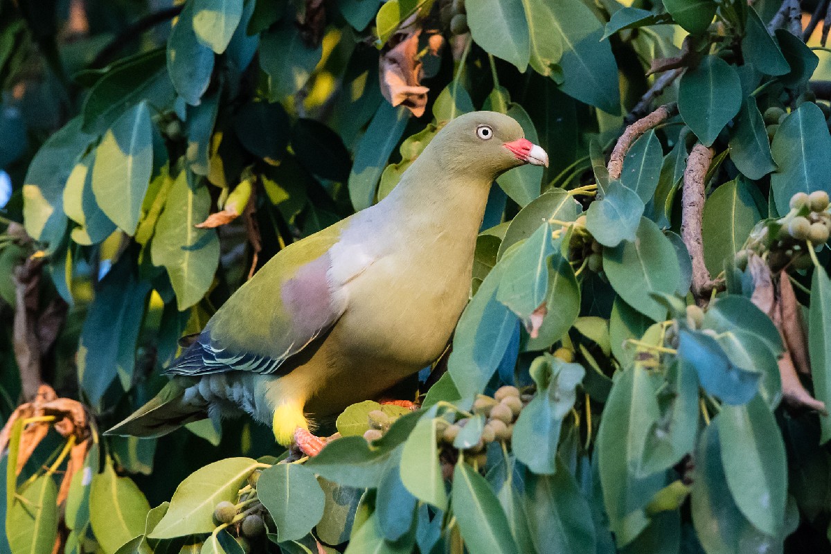 African Green Pigeon (ssp orientalis)