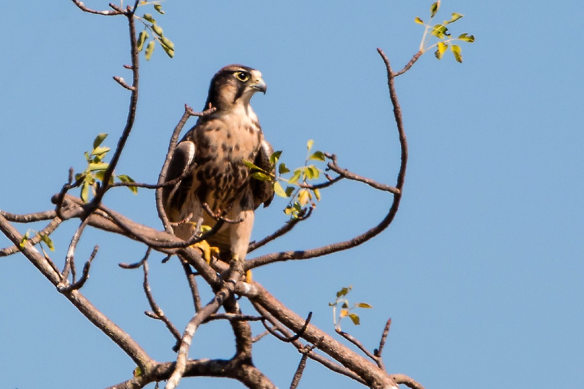 Lanner Falcon