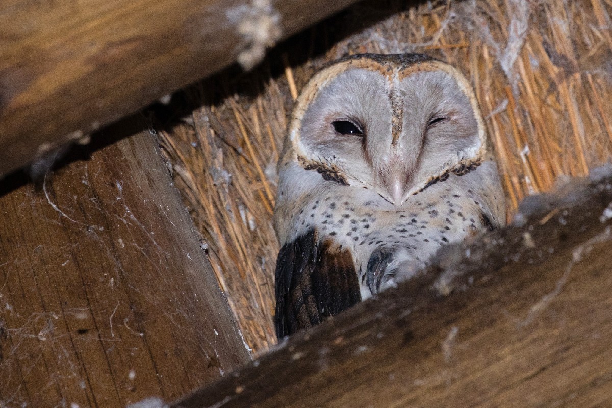 Western Barn Owl