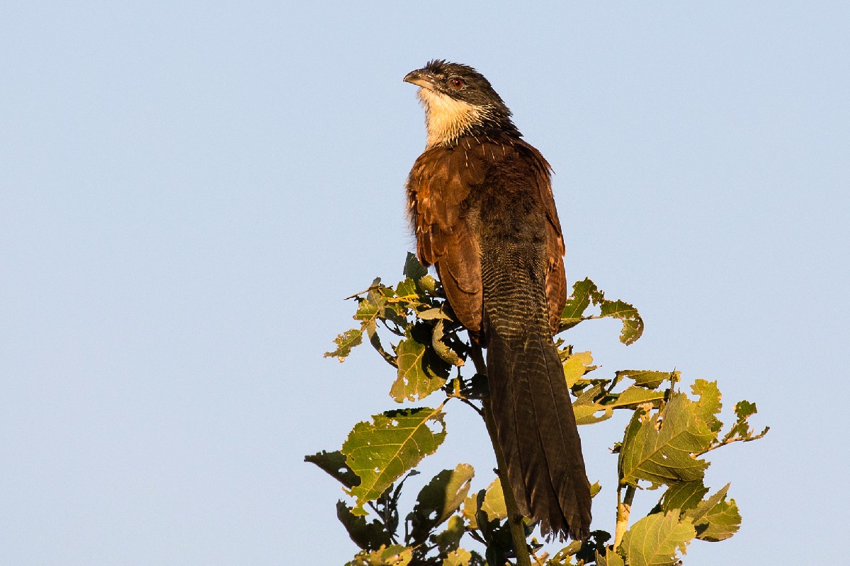 Burchell's Coucal